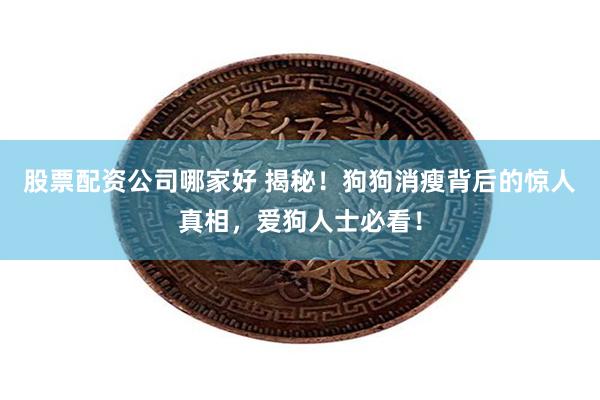 股票配资公司哪家好 揭秘！狗狗消瘦背后的惊人真相，爱狗人士必看！